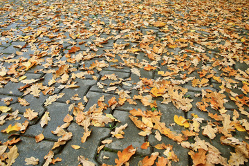 background of fallen leaves on the asphalt in the city