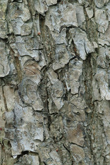 texture of tree bark