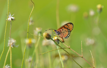 Butterfly sucking nectar from flowers