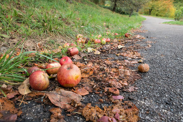 Rote Äpfel als Fallobst