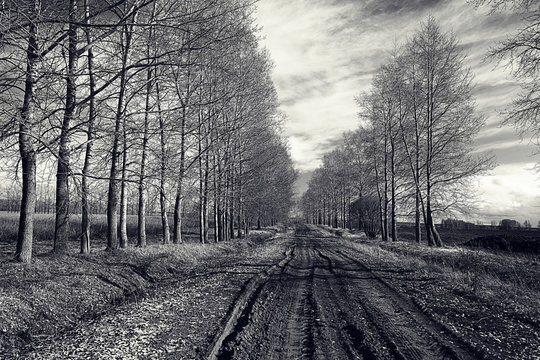 black and white photo autumn landscape