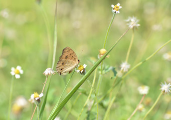 Butterfly sucking nectar from flowers