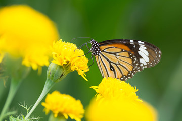 Butterfly wings are sucking nectar from yellow flowers .