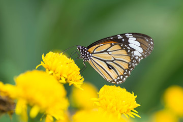 Butterfly wings are sucking nectar from yellow flowers .