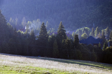 Obraz premium forest
