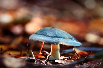 small poisonous mushroom, magic picture