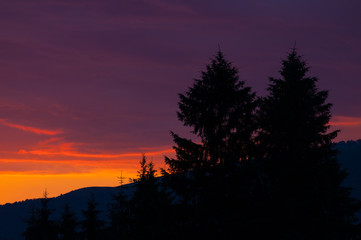 sunset view and two pine trees