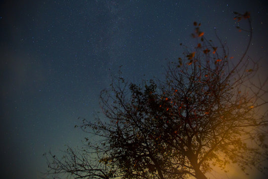 tree under a starry sky