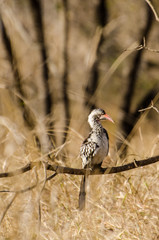 Redbilled Hornbill - Kruger park - Sudafrica