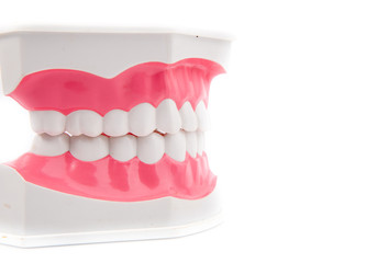 Dental Model of Teeth with vegetable waste