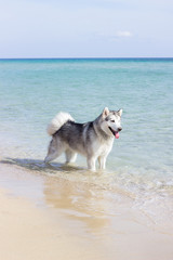Husky dog in sea beach