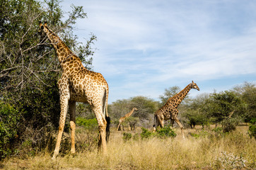 Giraffe - Kruger park - Sudafrica