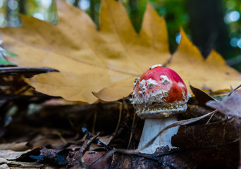 Fliegenpilz im Laub 03