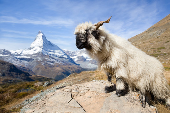 Fototapeta Walliser Schwarznasenschaf vor dem Matterhorn in Zermatt Schweiz
