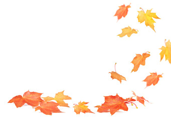 Maple leaves