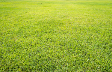 Fototapeta na wymiar green grass yard, playground