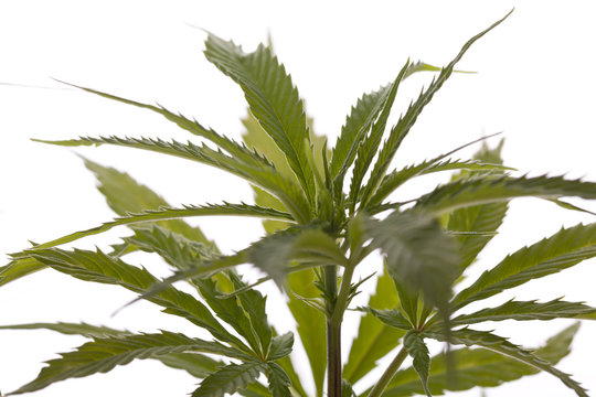 Cannabis marihuana Pflanze mit grünen Blättern Drogen Nahaufna