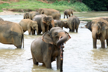 Elephants take a bath