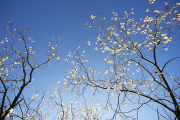 Willow branches platitudinous with a furry catkins against the blue sky
