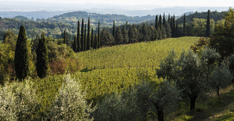 vineyard in Italy