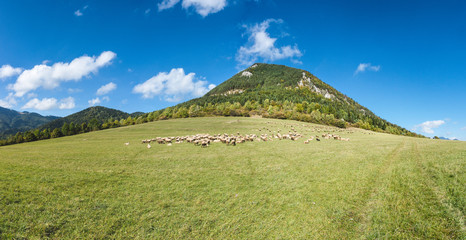 Fototapeta premium Herd of grazing sheeps on mountain pasture