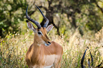 Impala, antilope - Kruger park - Sudafrica