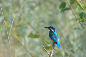 Eisvogel (Alcedo atthis)