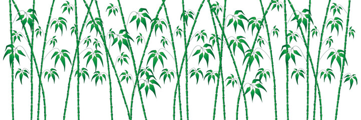 vector background green bamboo on white