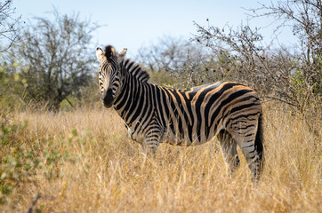 Zebra - Kruger park - Sudafrica