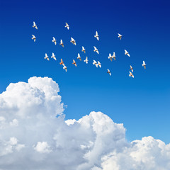 flock of pigeons flying in blue sky among the clouds