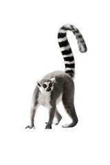 Rollo Affe The Lemur with a raised tail standing on white background