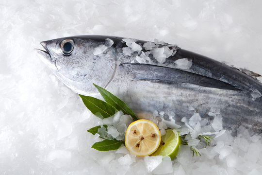 Albacore fish (Tunnus Alalunga)