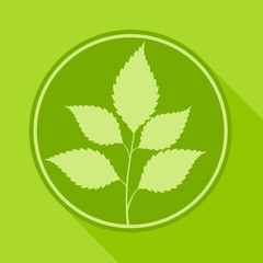 Spring branch with leaves in round on green, illustration