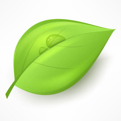 Green leaf with drop water isolated on white, 