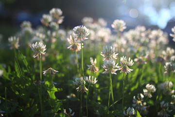 summer landscape background sun flowers Rays