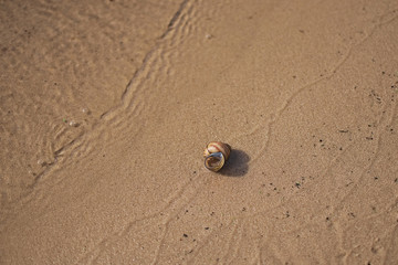Lonely shell on the river bank – soft photo