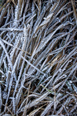 Frozen plants