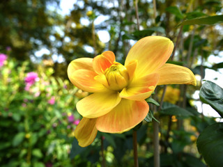 Fototapeta premium Original two colors