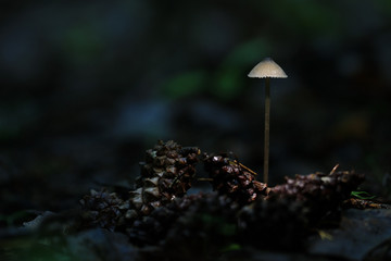 poisonous mushrooms in the forest