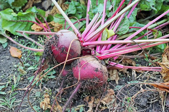 Beetroot from beds