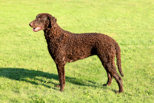 Typical Curly Coated Retriever on a green grass