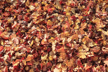 background texture of yellow leaves autumn leaf background