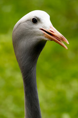 Grey heron head closeup