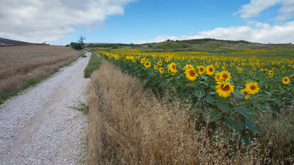 The Way towards the Alto del Perdon, Camino de Santiago