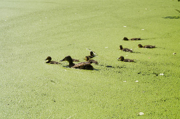 Семейство уток плавает на пруду в парке