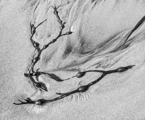 Seaweed on Luskentyre Beach, Isle of Harris, Outer Hebrides, Scotland, UK