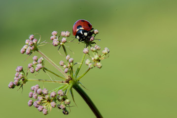 coccinella sul fiore