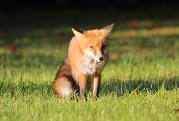 Fuchs im Sonnenlicht