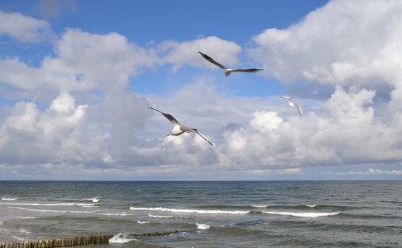 Mewa ,Plaża