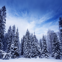 Naklejka premium winter landscape